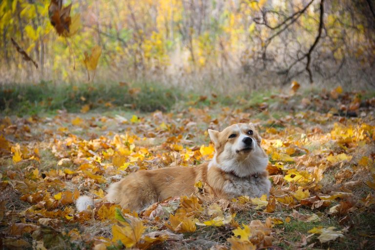 Découvrez les 8 races de chien qui sont les plus astucieuses