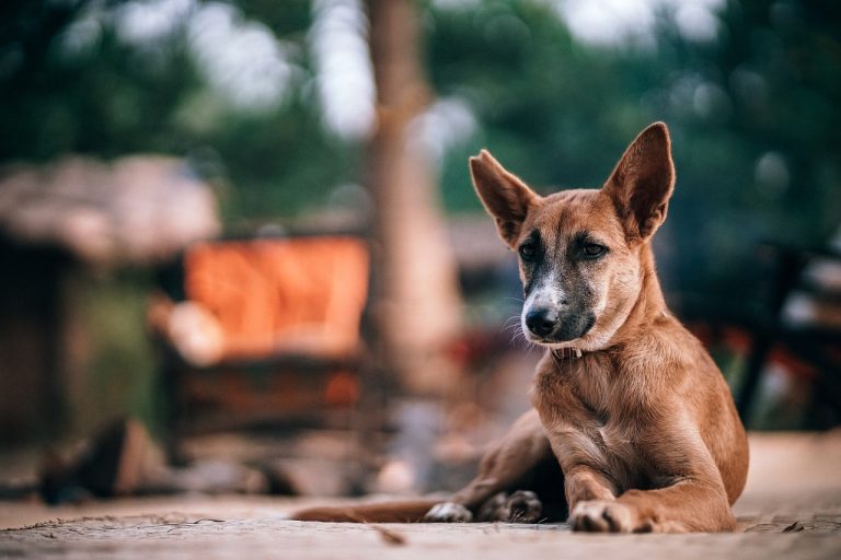 Voici 8 races de chien qui sont des vrais ermites