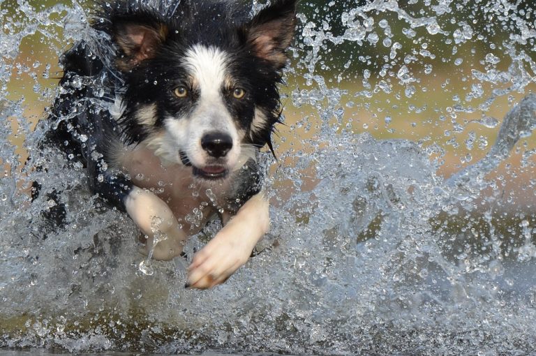 Voici 8 races de chien qui vont souvent dépasser les bornes