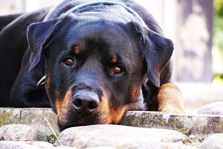 Voici 8 races de chien qui ont un vrai bon coeur avec leur maître