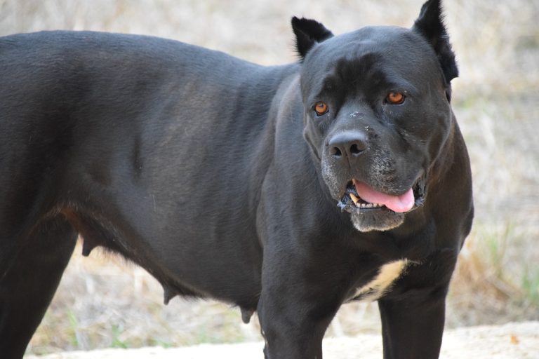8 races de chien qui n’aiment pas être dorlotées