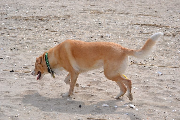 8 races de chien qui vont vous laisser seul 