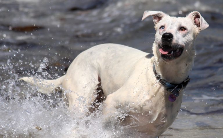 Voici les 8 races de chien qui sont difficiles à approcher 