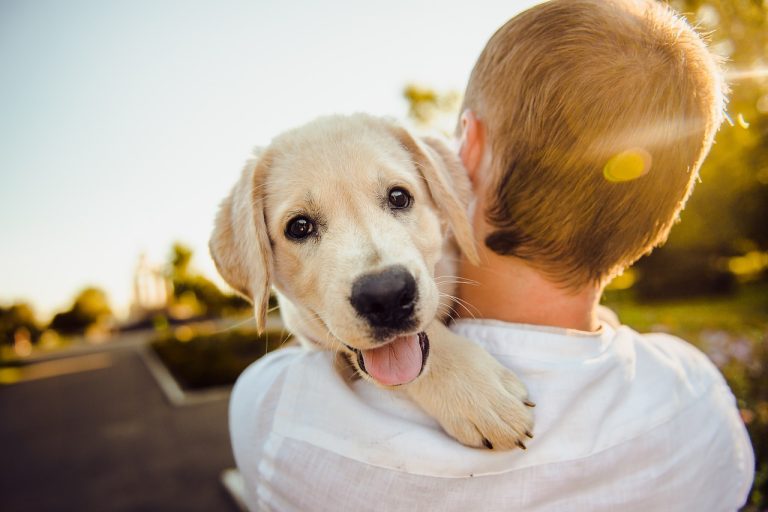 8 races de chien qui sont les plus fascinées par leur maître