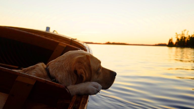 Un chien attaché à un bateau en train de couler est sauvé par les garde-côtes