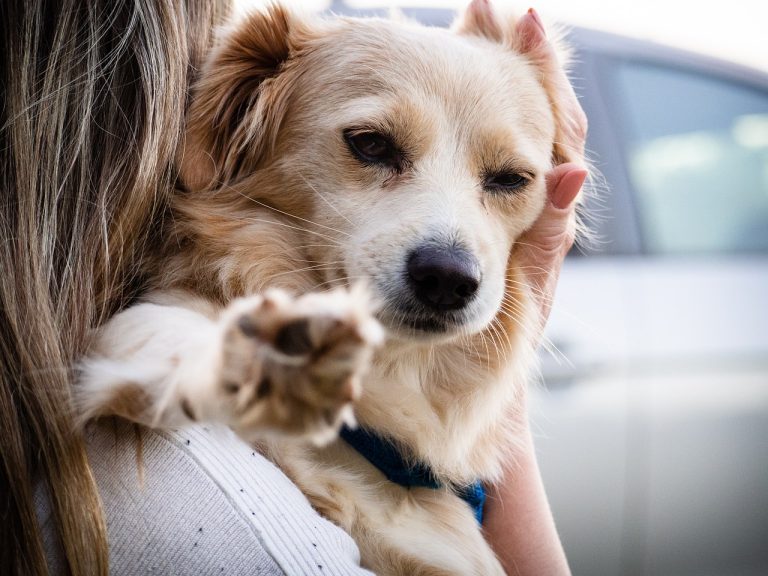 Voici les 9 races de chien qui ne vont jamais vous laisser seul