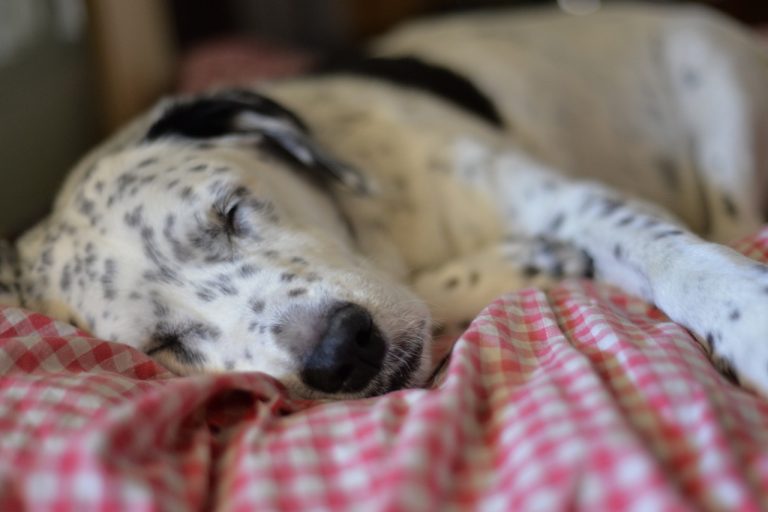 Une étude suggère que les chiens peuvent nuire à votre sommeil