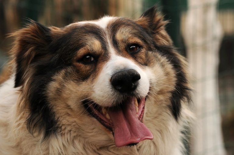 Voici 8 races de chien qui sont toujours gaies