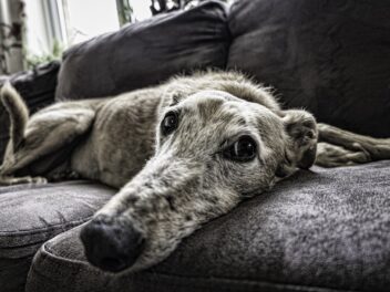 Comment dresser votre chien à ne pas s’asseoir sur le canapé ?