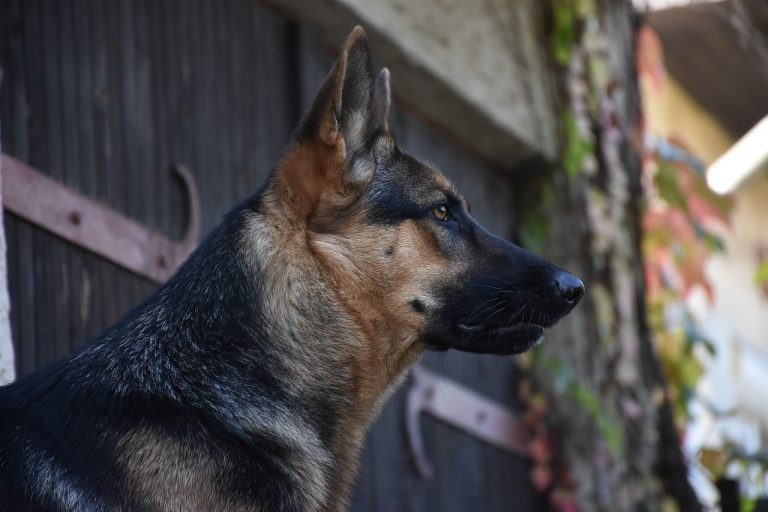 Une vidéo montre un chien renifleur de bombes malmené à l’aéroport