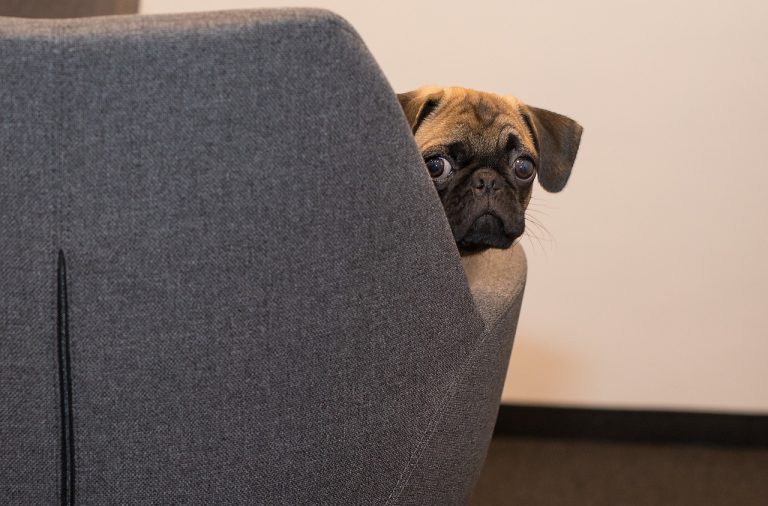 Ces races de chien ont besoin d’un très maître doux pour être heureuse