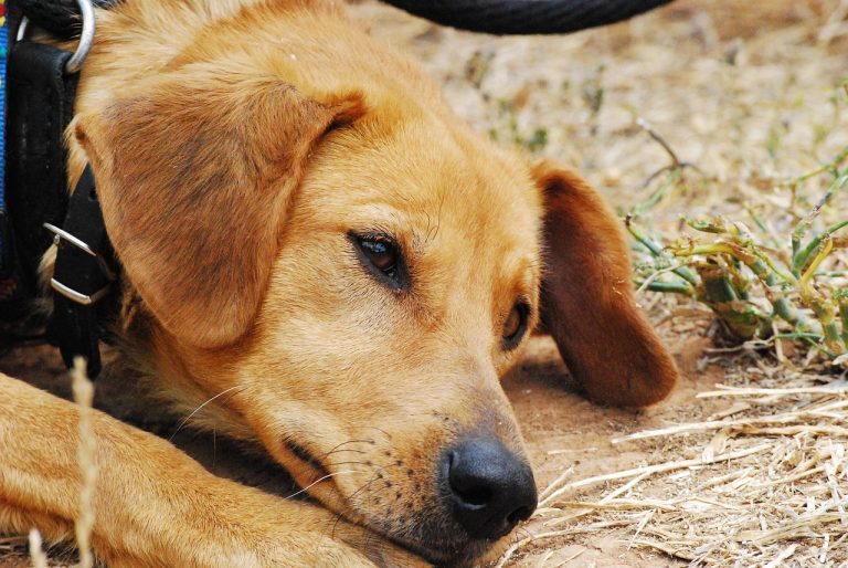 6 façons de blesser gravement les sentiments de votre chien