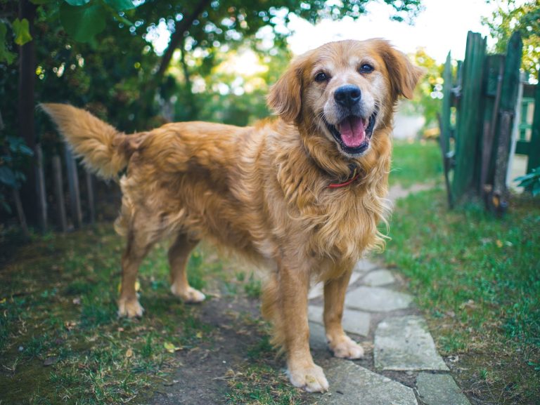 8 races de chien qui gardent leur maître bien dans leur coeur