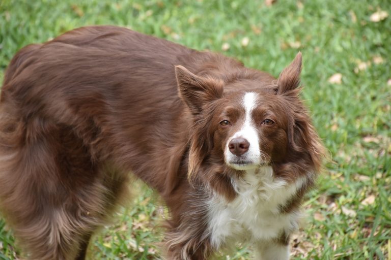 8 races de chien qui vont emboîter le pas de leur maître adoré