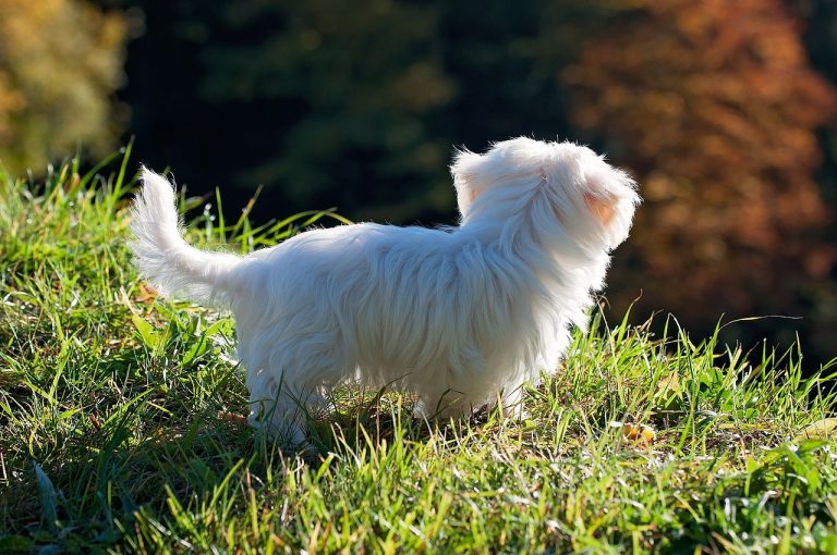 Voici les 8 races de chien qui n’ont pas besoin de l’approbation de leur maître