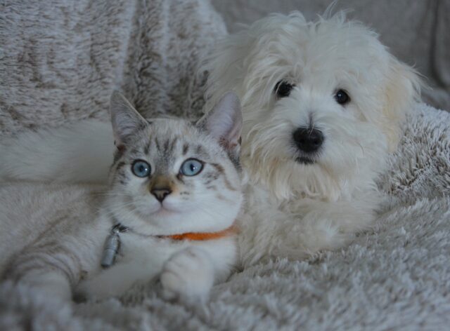 economiser-achat-produits-animaux