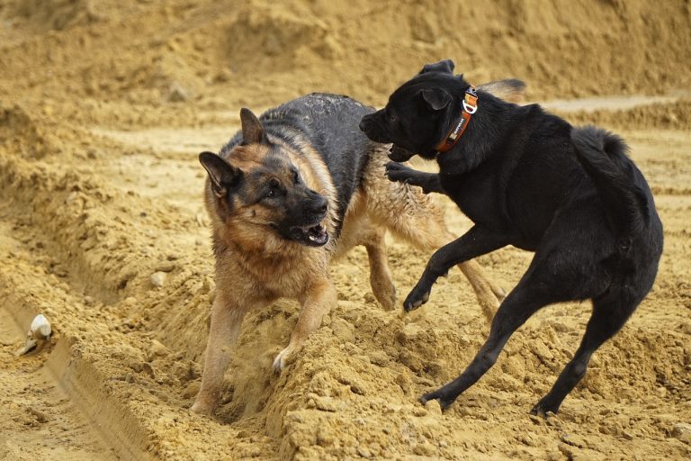 8 chiens sauvés d’un réseau suspecté de combats de chiens