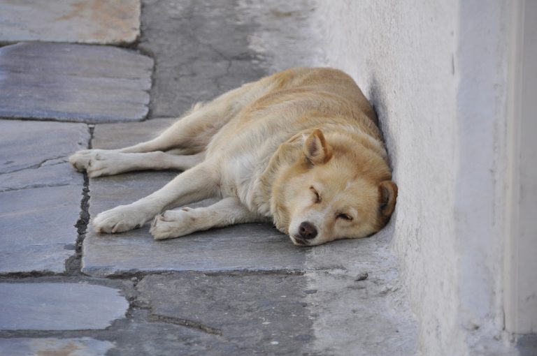 Les races de chiens qui ne supportent pas la chaleur