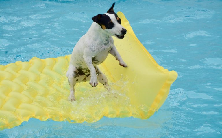Comment organiser la meilleure fête de piscine pour chiens de tous les temps ?