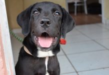 créer la pièce idéale pour un chien