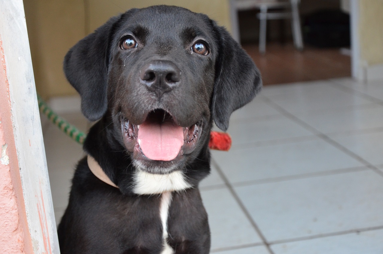 créer la pièce idéale pour un chien