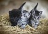 Nom de chat original et court