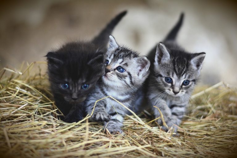 Nom de chat original et court : 50 idées pour vous aider