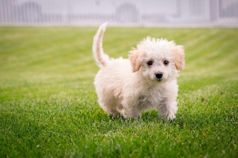 La socialisation du chiot