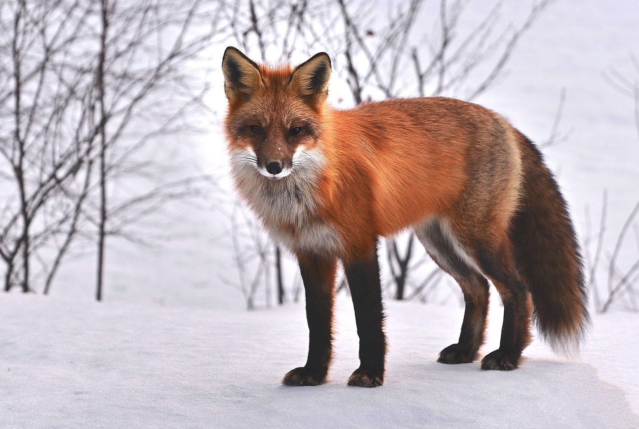 Le Renard roux