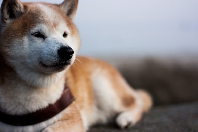 8 races de chien qui ne sont pas du tout étouffantes