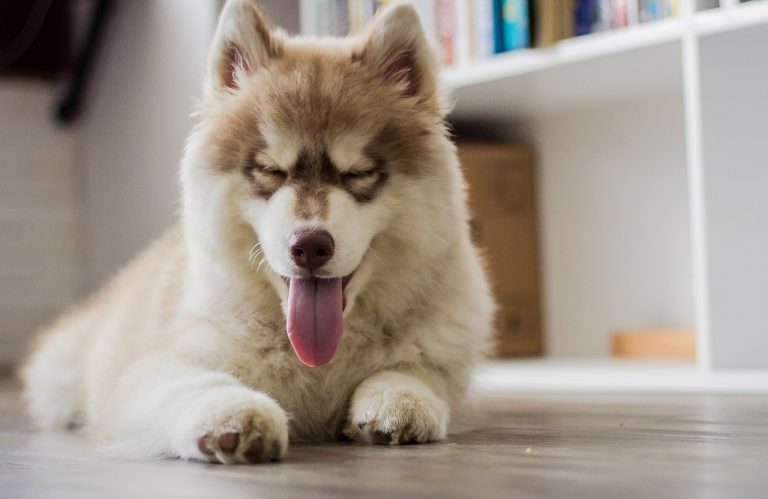 Voici les 8 races de chien qui sont les plus tendres