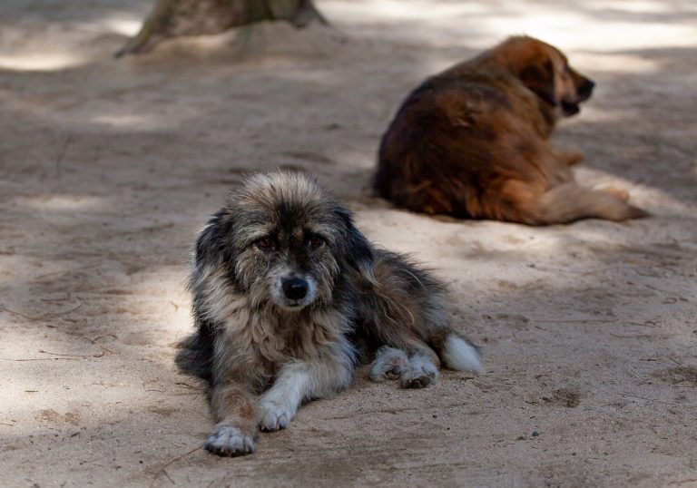 Pourquoi les gens abandonnent leur chien