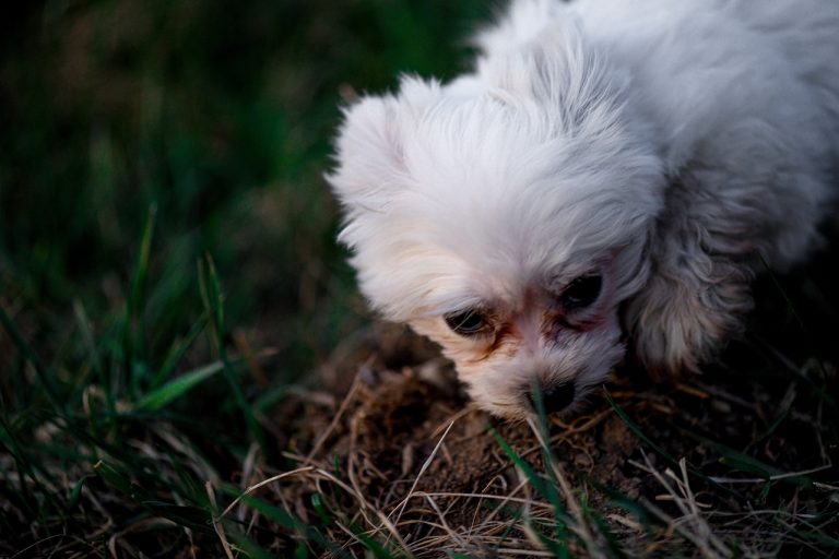 Voici 8 races de chien qui n’aiment pas les bisous