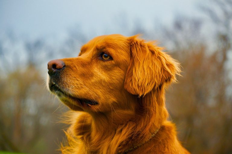 Voici les 8 races de chiens qui sont les plus raisonnables