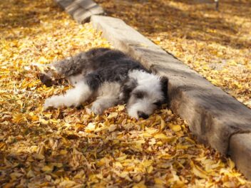 Voici 8 races de chien qui sont les moins tournées vers les autres