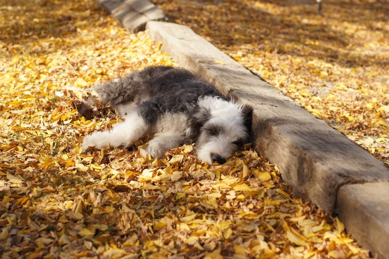 8 races de chien qui ne sont pas tournées vers les autres