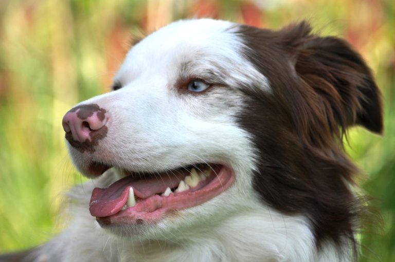Voici les 8 races de chien qui sont les moins cordiales