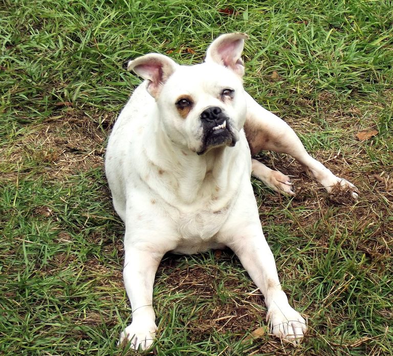 8 races de chien qui sont vraiment particulières