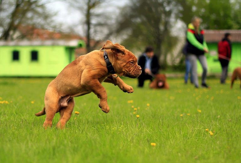 Voici les 8 races de chien qui sont les moins posées