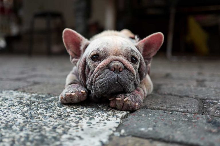 8 précieux conseils d’un vétérinaire pour que votre chien vieillisse en pleine forme