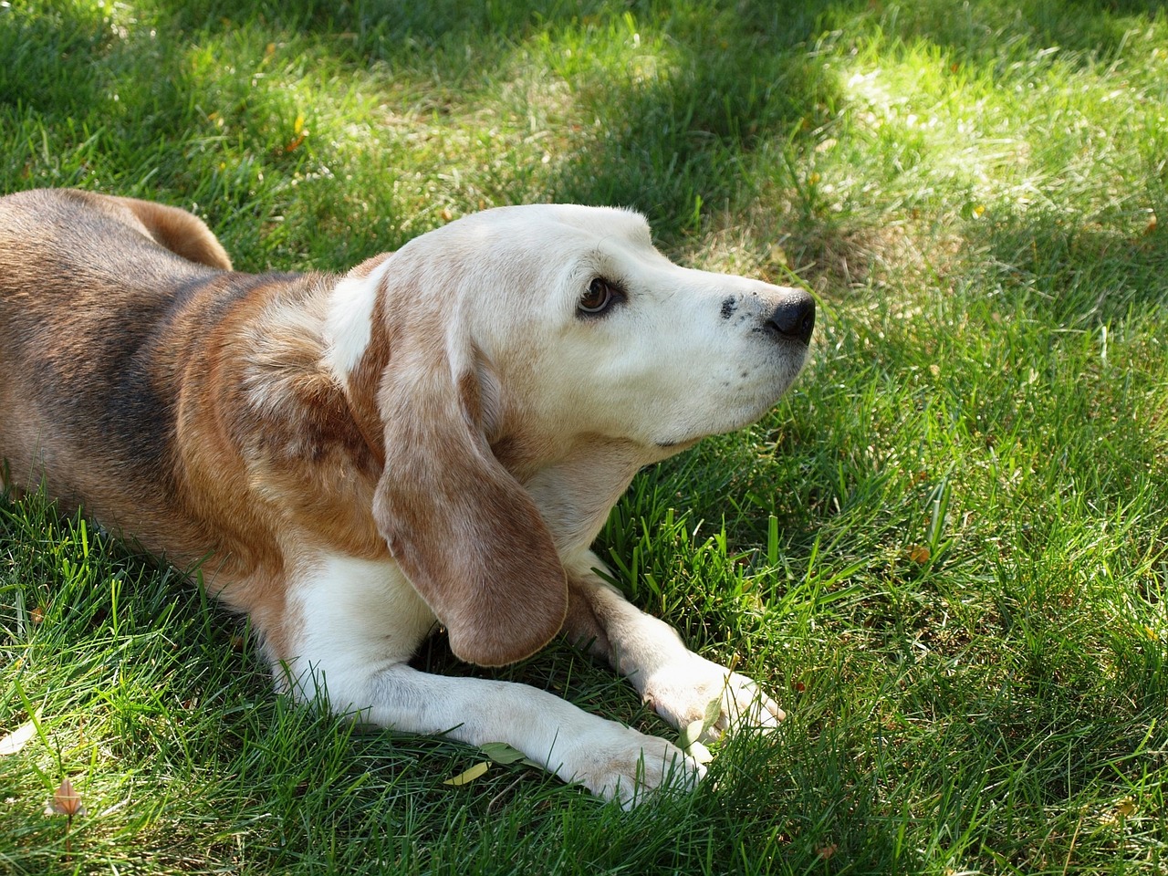 Sonnettes pour chien