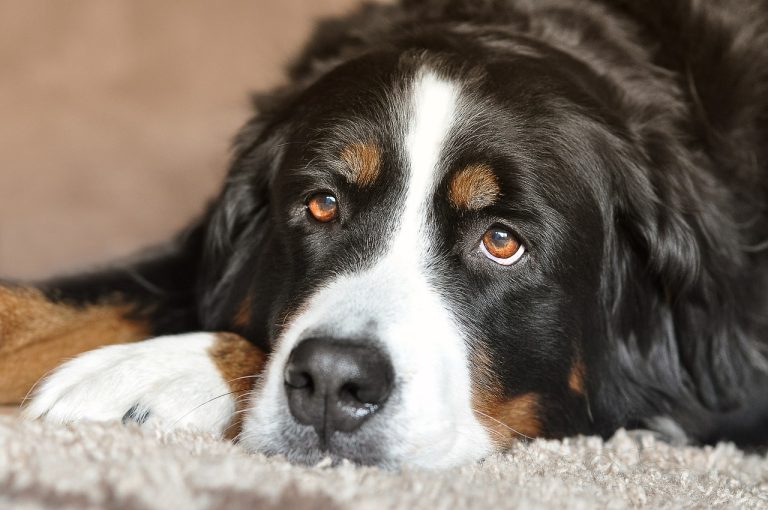 Un refuge pour animaux encourage l’adoption de grands chiens