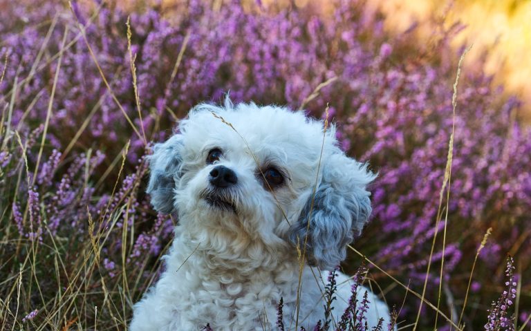 8 races de chien qui font preuve de bonne volonté