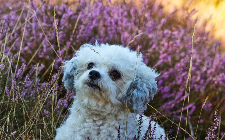 Voici les 8 races de chien qui font preuve de bonne volonté