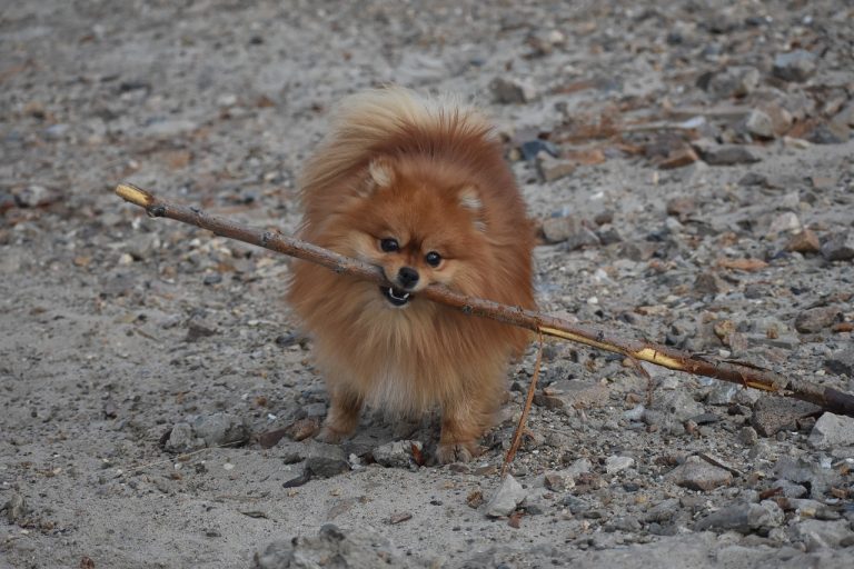 8 races de chien qui sont vraiment les plus motivées