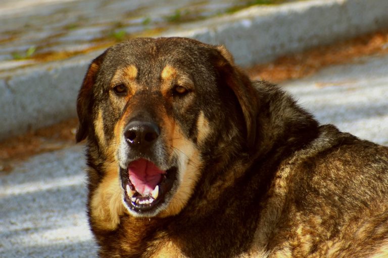 Comment faire pour que le chien de votre voisin arrête d’aboyer ?