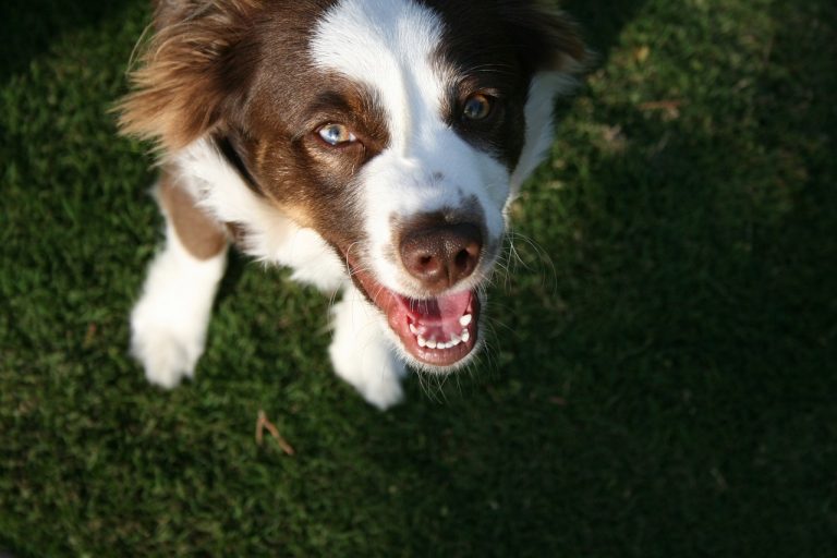 Voici les 8 races de chien qui sont les plus cordiales