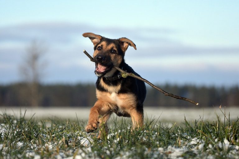 Voici les 8 races de chien qui sont les plus mouvementées
