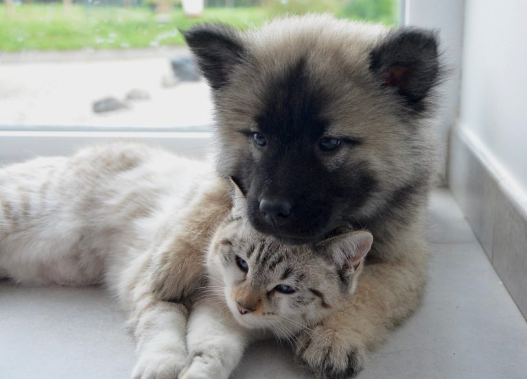 8 races de chien qui font ménage avec d’autres animaux
