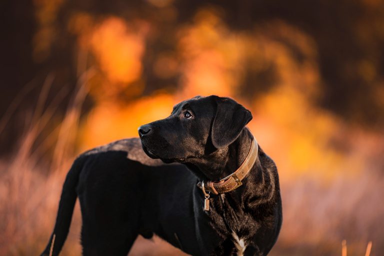Protéger les chiens de la fumée des incendies de forêt